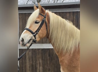 Haflinger, Caballo castrado, 5 años, 154 cm, Alazán