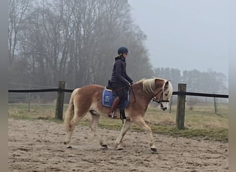 Haflinger, Caballo castrado, 5 años, 154 cm, Alazán