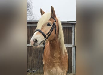 Haflinger, Caballo castrado, 5 años, 154 cm, Alazán