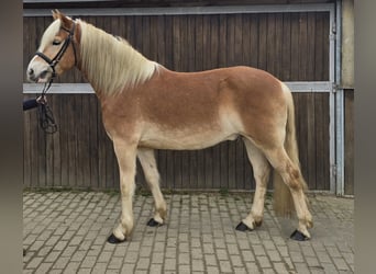 Haflinger, Caballo castrado, 5 años, 154 cm, Alazán