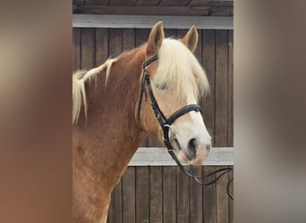 Haflinger, Caballo castrado, 5 años, 154 cm, Alazán