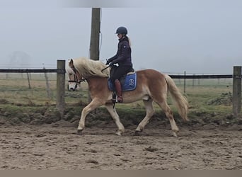 Haflinger, Caballo castrado, 5 años, 154 cm, Alazán