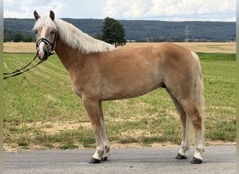 Haflinger, Caballo castrado, 5 años, 154 cm, Alazán