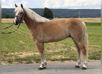 Haflinger, Caballo castrado, 5 años, 154 cm, Alazán