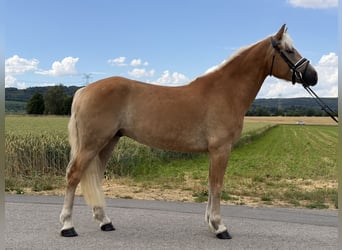 Haflinger, Caballo castrado, 5 años, 154 cm, Alazán