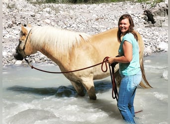 Haflinger, Caballo castrado, 5 años, 155 cm, Alazán