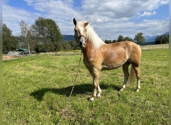 Haflinger, Caballo castrado, 5 años, 155 cm, Alazán