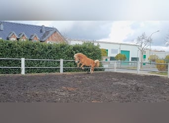 Haflinger, Caballo castrado, 5 años, 155 cm, Alazán