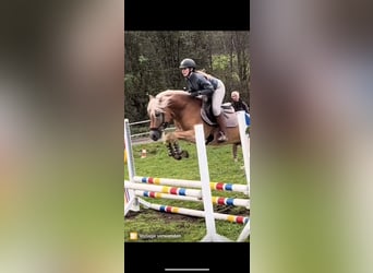 Haflinger, Caballo castrado, 5 años, 157 cm, Alazán