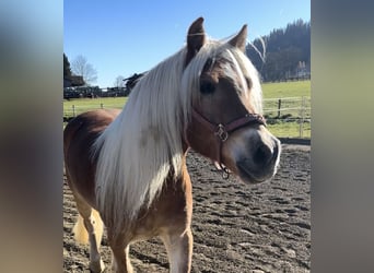 Haflinger, Caballo castrado, 5 años, 157 cm, Alazán