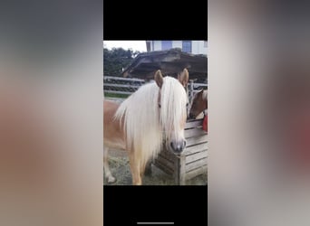 Haflinger, Caballo castrado, 5 años, 157 cm, Alazán