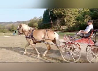 Haflinger, Caballo castrado, 5 años, 158 cm, Alazán