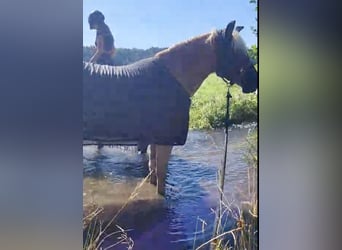 Haflinger, Caballo castrado, 5 años, 158 cm, Alazán