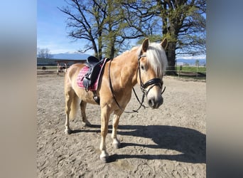 Haflinger, Caballo castrado, 5 años, 158 cm, Alazán