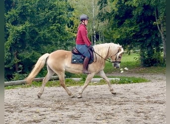 Haflinger, Caballo castrado, 5 años, 158 cm, Alazán