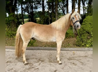 Haflinger, Caballo castrado, 5 años, 158 cm, Alazán