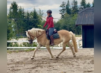 Haflinger, Caballo castrado, 5 años, 158 cm, Alazán