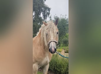 Haflinger, Caballo castrado, 5 años, 158 cm, Alazán