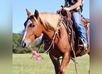 Haflinger, Caballo castrado, 5 años, Alazán-tostado