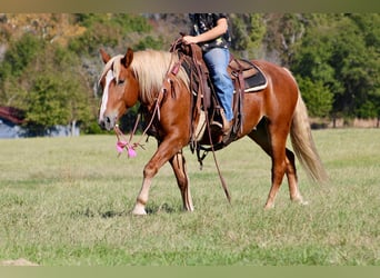 Haflinger, Caballo castrado, 5 años, Alazán-tostado