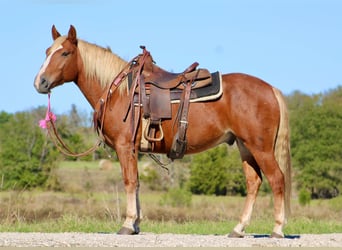 Haflinger, Caballo castrado, 5 años, Alazán-tostado