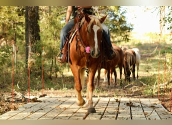 Haflinger, Caballo castrado, 5 años, Alazán-tostado