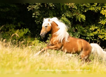 Haflinger, Caballo castrado, 5 años