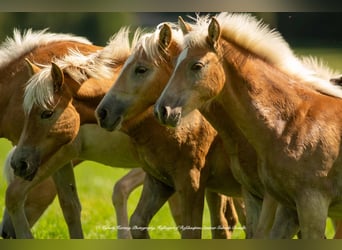 Haflinger, Caballo castrado, 5 años