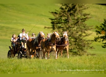 Haflinger, Caballo castrado, 5 años