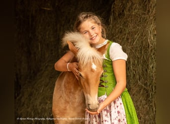 Haflinger, Caballo castrado, 5 años