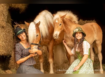 Haflinger, Caballo castrado, 5 años