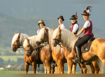 Haflinger, Caballo castrado, 5 años