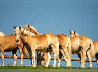 Haflinger, Caballo castrado, 5 años