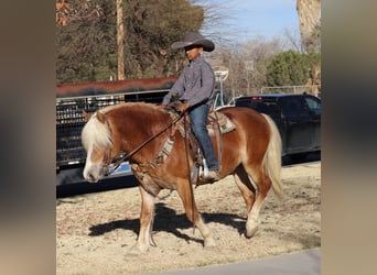 Haflinger, Caballo castrado, 6 años, 132 cm, Alazán rojizo