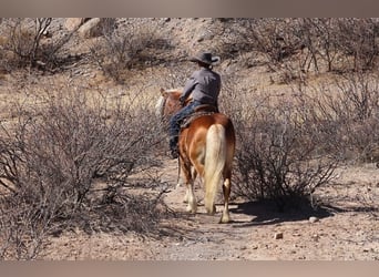 Haflinger, Caballo castrado, 6 años, 132 cm, Alazán rojizo