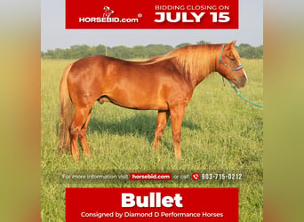 Haflinger, Caballo castrado, 6 años, 140 cm, Alazán rojizo