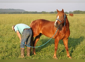 Haflinger, Caballo castrado, 6 años, 140 cm, Alazán rojizo