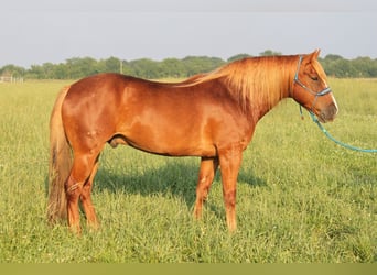 Haflinger, Caballo castrado, 6 años, 140 cm, Alazán rojizo