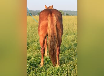 Haflinger, Caballo castrado, 6 años, 140 cm, Alazán rojizo