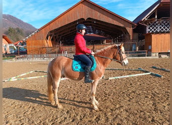 Haflinger, Caballo castrado, 6 años, 146 cm, Alazán-tostado