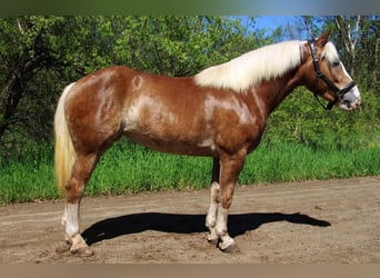 Haflinger, Caballo castrado, 6 años, 147 cm, Alazán rojizo