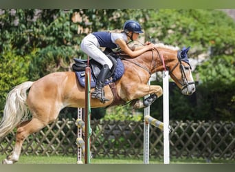 Haflinger, Caballo castrado, 6 años, 147 cm