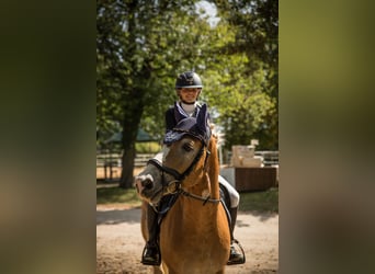 Haflinger, Caballo castrado, 6 años, 147 cm