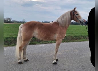 Haflinger, Caballo castrado, 6 años, 148 cm, Alazán