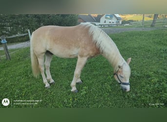 Haflinger, Caballo castrado, 6 años, 150 cm, Alazán