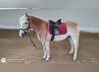Haflinger, Caballo castrado, 6 años, 150 cm, Alazán