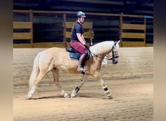 Haflinger, Caballo castrado, 6 años, 150 cm, Alazán
