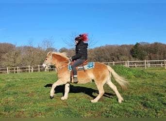 Haflinger, Caballo castrado, 6 años, 150 cm, Alazán