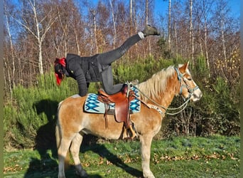 Haflinger, Caballo castrado, 6 años, 150 cm, Alazán