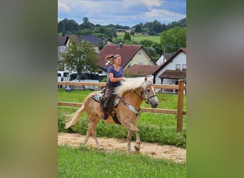 Haflinger, Caballo castrado, 6 años, 150 cm, Alazán